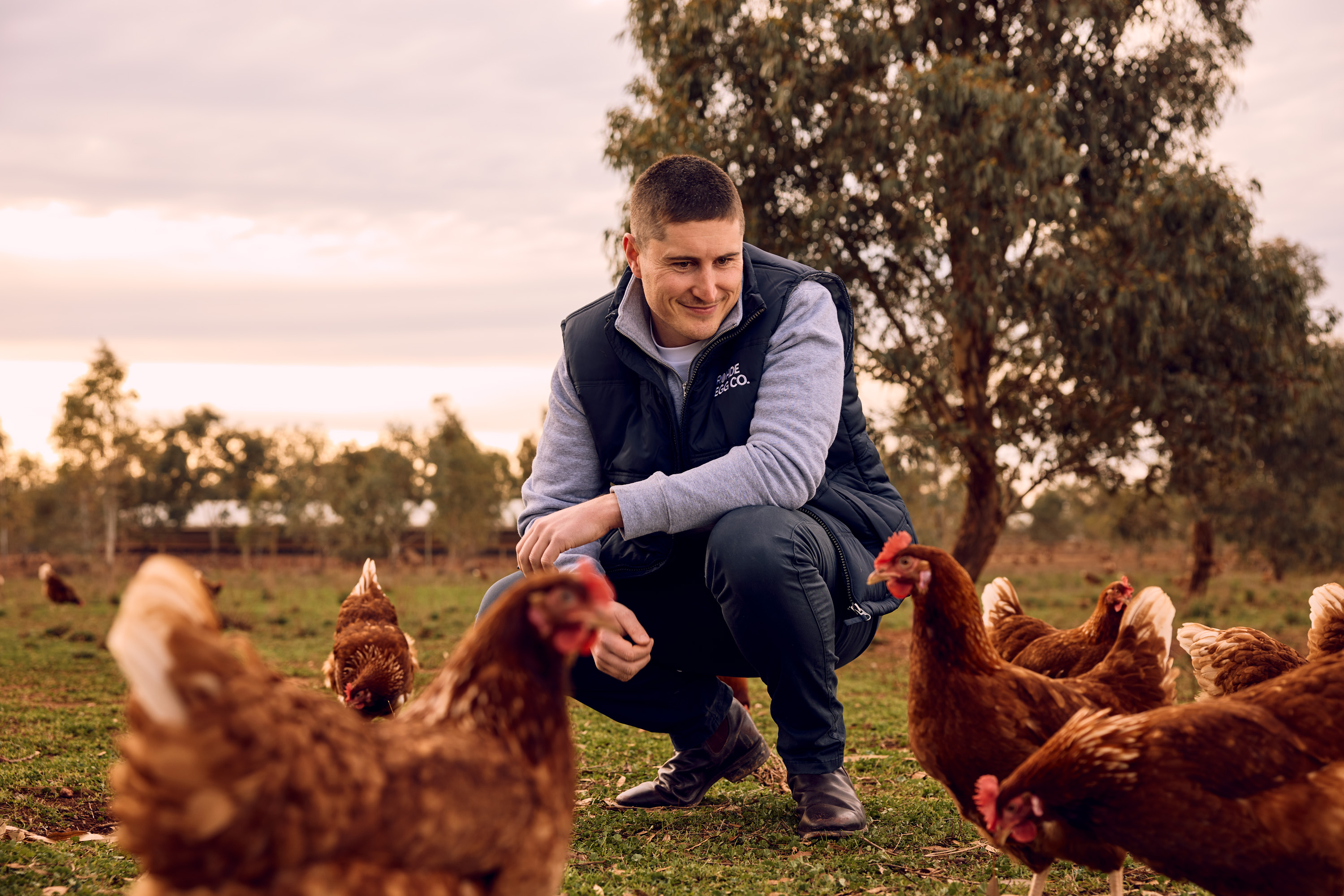 Rohde's Eggs