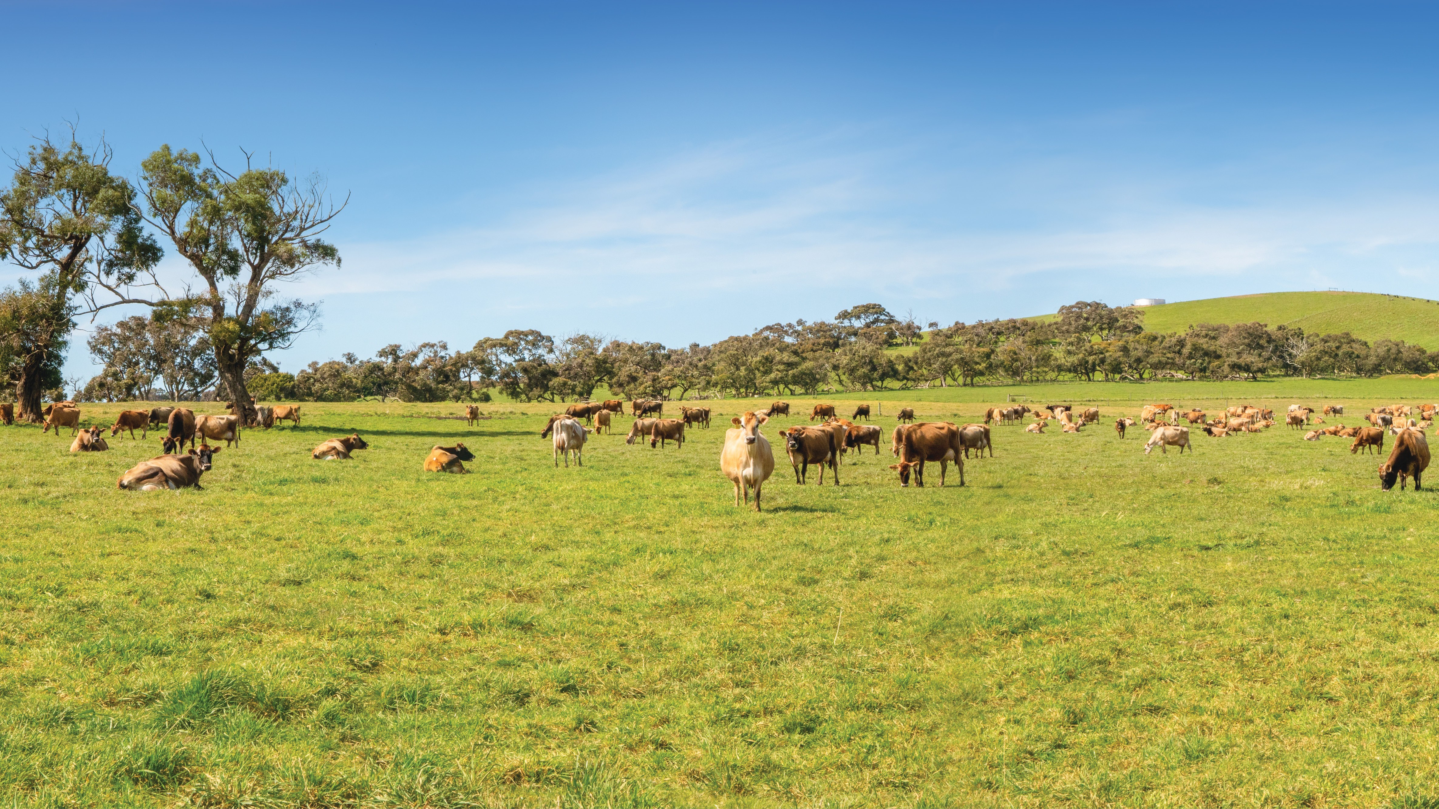 Fleurieu Milk Company