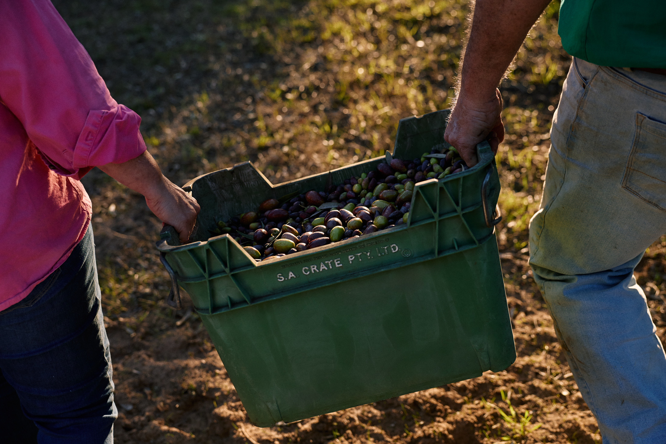 Confido Coonawarra olives
