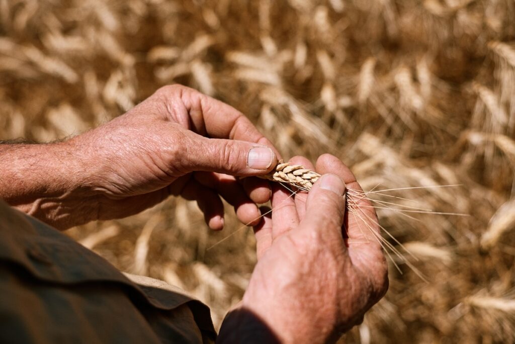 close up of hands holding wheat at a wheat farm
