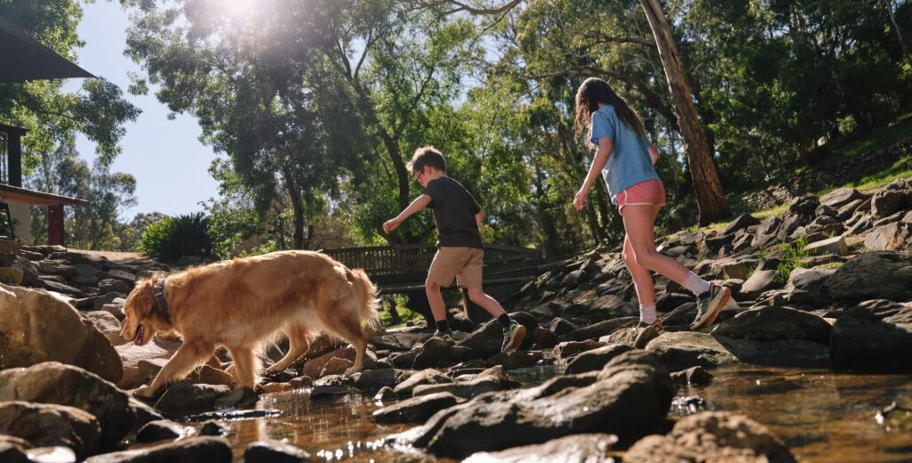 kids and a dog walking over rocks through a creek