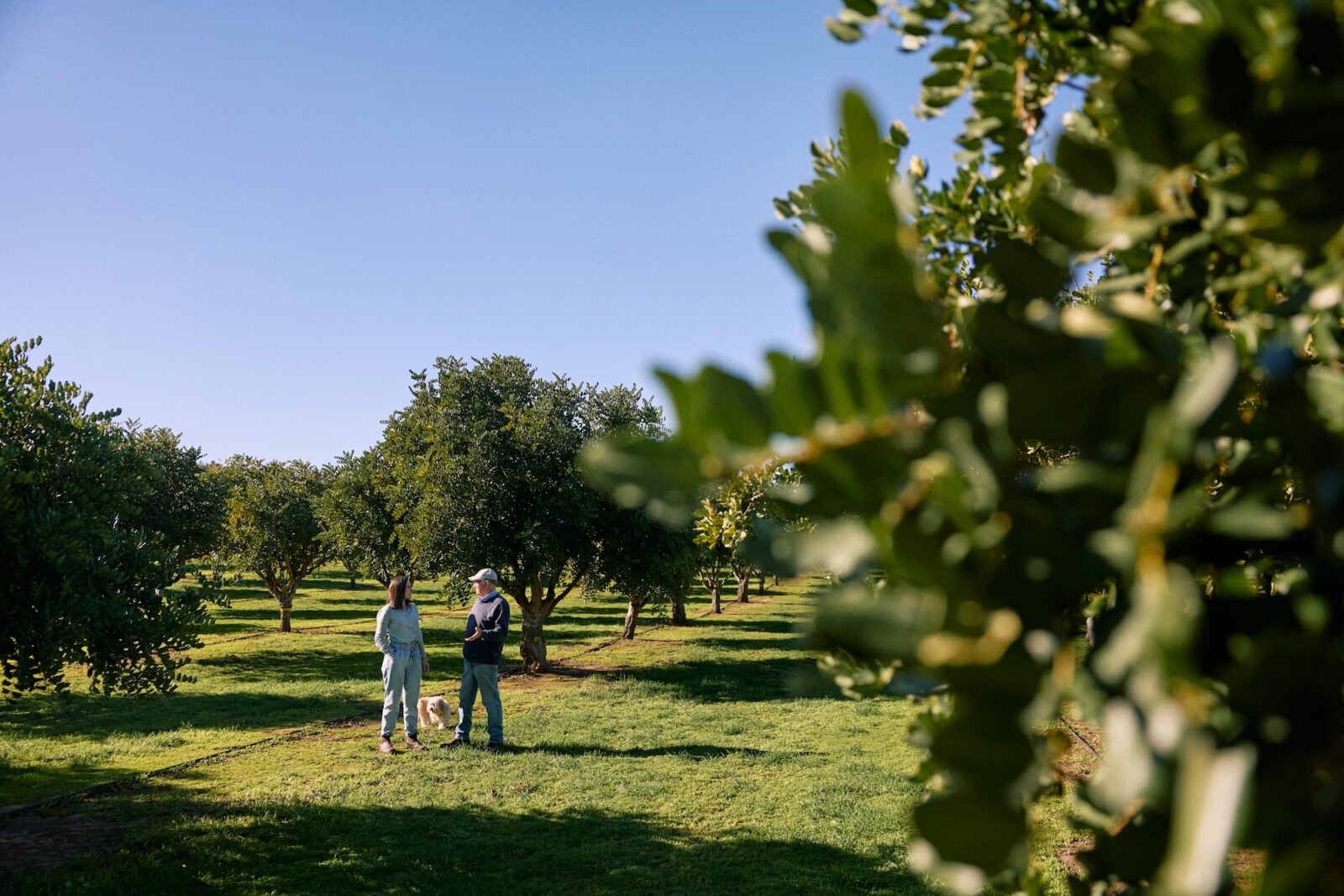 Sophie and David with a dog walking through the Carob Orchard