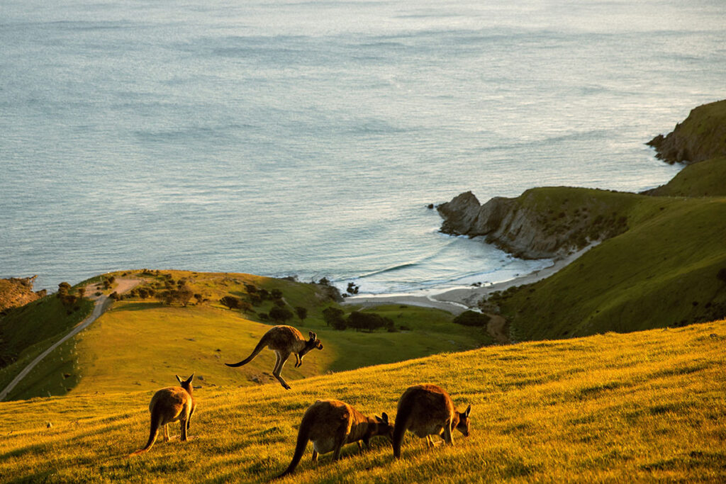 group of kangaroos on a grassy hill looking over the sea on Kangaroo Island