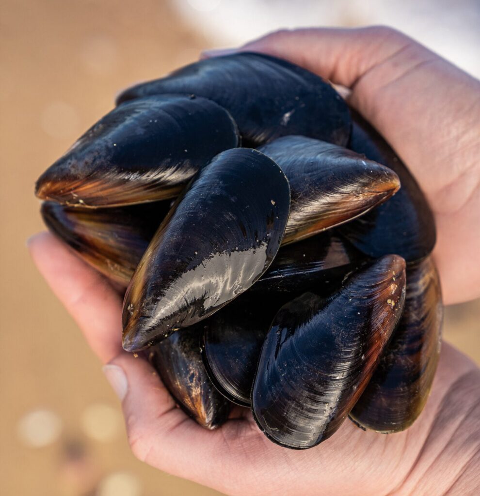 a close up of a persons hands holding fresh mussels